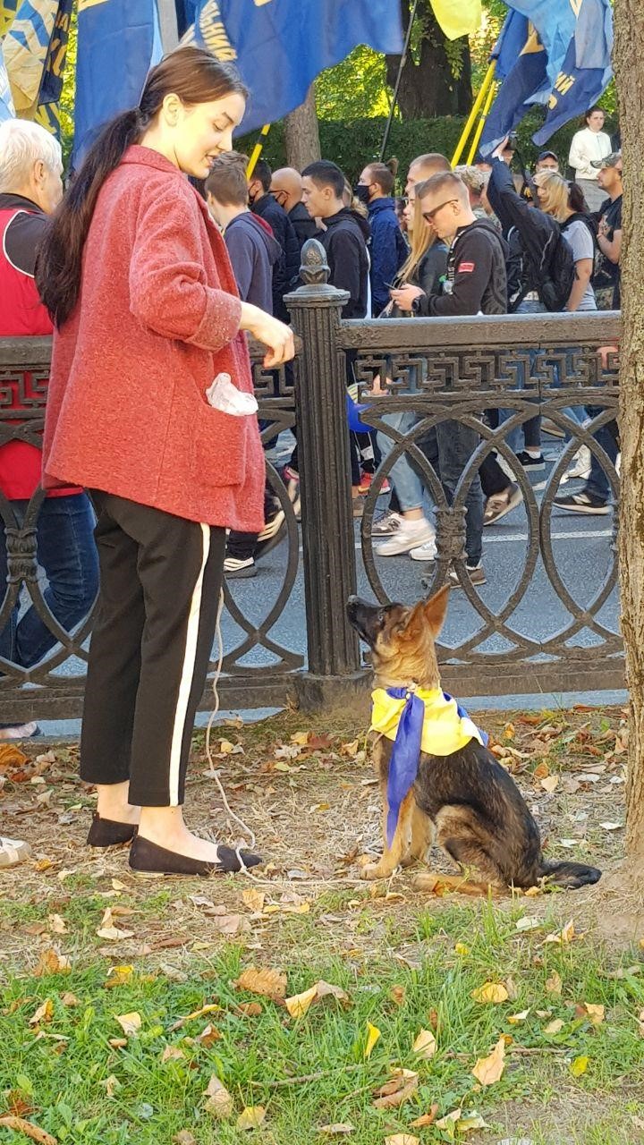 собака в укр.флаге