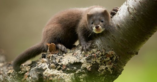 под угрозой уничтож