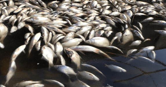 гибель рыбы