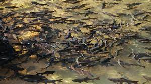 гибель рыбы2