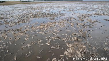 погибшая рыба