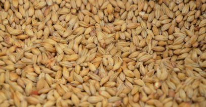 зерно, рост цен