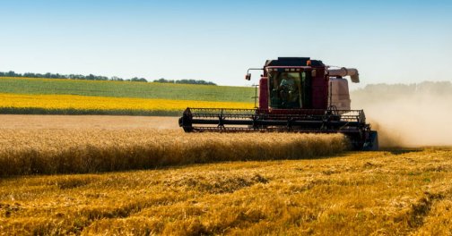 уюорка зерновых